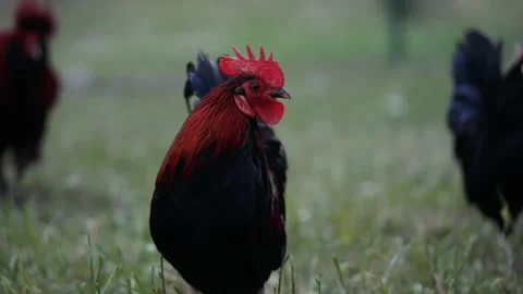 A small black-brown rooster walks on the grass. Breeding of rural animals. Video stock 189917860