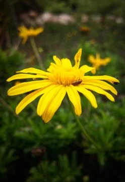 Small black bug bettle trapped in a yellow daisy flower (golden aster) Stock Photos