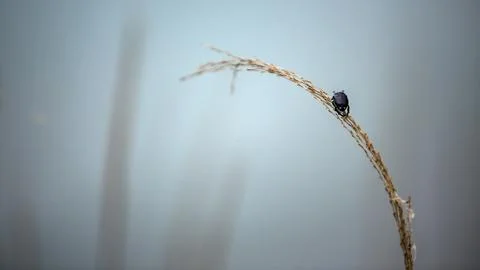 A small black bug is calmly sitting on a dry branch of grass Stock Photos