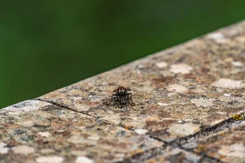 A small black bug is sitting on a stone wall Stock Photos