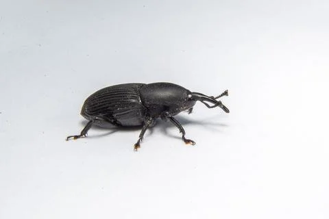 A small black bug that is on a white surface some of it's legs Stock Photos