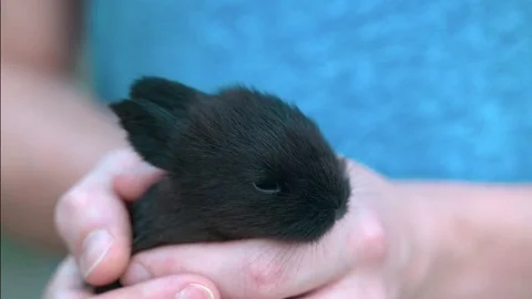 Small black bunny resting in hands Stock Footage 79267623