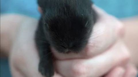 Small black bunny resting in hands Video stock 79267679