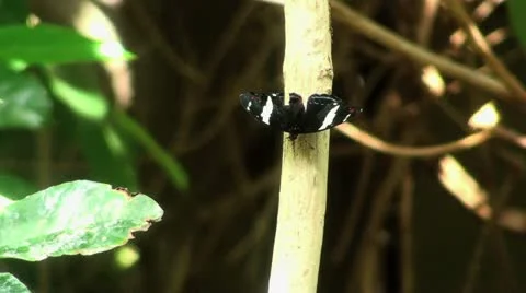 Small black Butterfly Stock Footage 12616806