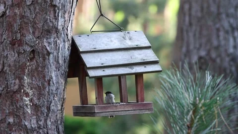 Small Black Capped Bird Sitting on Bird Feeder Stock Footage 346248285