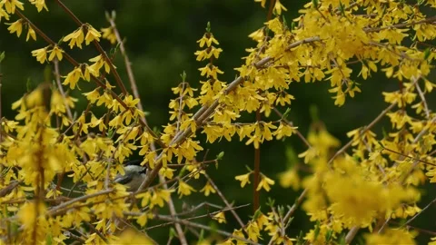 Small black capped chickadee bird landing on yellow forsythia flower branch.. Stock Footage 337621262