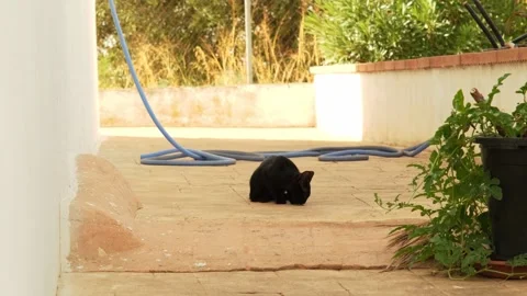 Small black cat hunting a lizard in a farmhouse Stock Footage 343895578