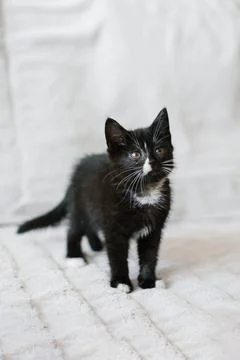 A small black cat with white spots is sitting on the sofa and looking up at.. Stock Photos