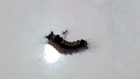 Small Black Caterpillar Approached by Ants Playing With Its Hair — Horizontall 库存影片 340888647