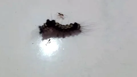 Small Black Caterpillar Bothered by Tiny Ants — Horizontal Close Up 库存影片 340888651