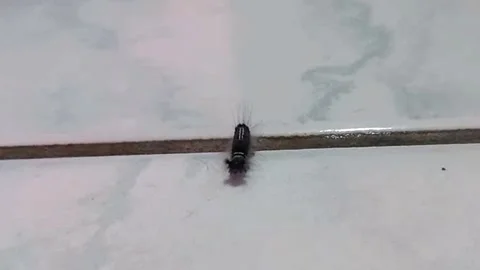 Small Black Caterpillar Walking Forward — Horizontal Close Up 库存影片 340888575