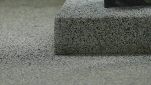 Small black centipede insect srawling on concrete floor. Stock Footage 295780045