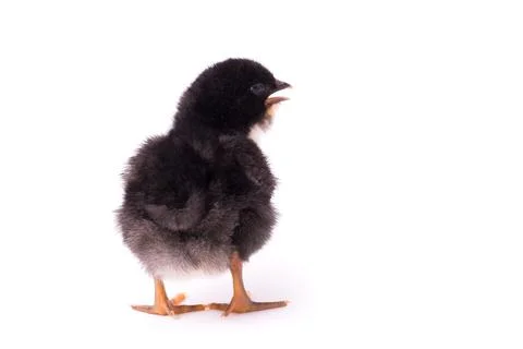 Small black chicken isolated on a white background Stock Photos