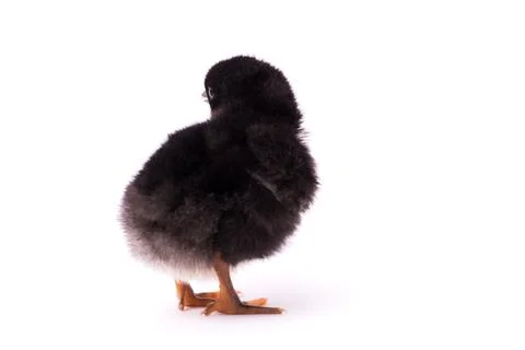 Small black chicken isolated on a white background Stock Photos