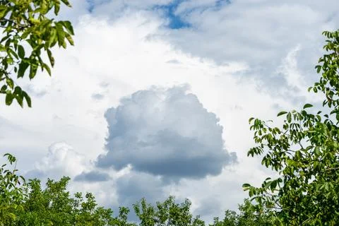 A small black cloud in the white sky is framed by the branches of green trees Stock Photos