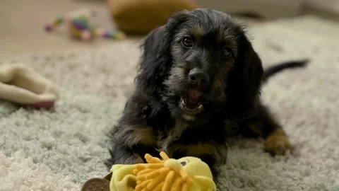 Small black cockapoo barking slow motion Stock Footage 156478171