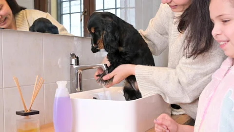 A small black Cocker Spaniel puppy bathes in the bathroom. The Little Girl and Video stock 169455997