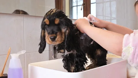 A small black Cocker Spaniel puppy bathes in the bathroom. The Little Girl looks Stock Footage 170900123