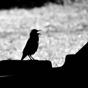 Small black-collared starling tweet in the morning black and white Stock Photos