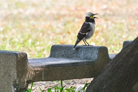 Small black-collared starling tweet in the morning Stock Photos
