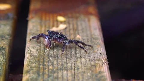 A Small Black Crab Eats Stock Footage 145870723