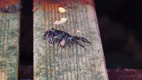 Small Black Crab is Feeding Stock Footage 145870612