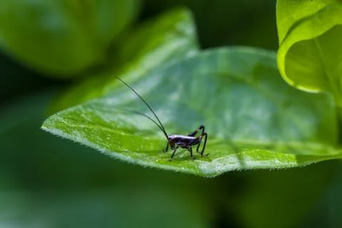Small black cricket on leaf Stock-Fotos