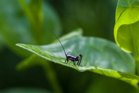 Small black cricket on leaf Foto stock