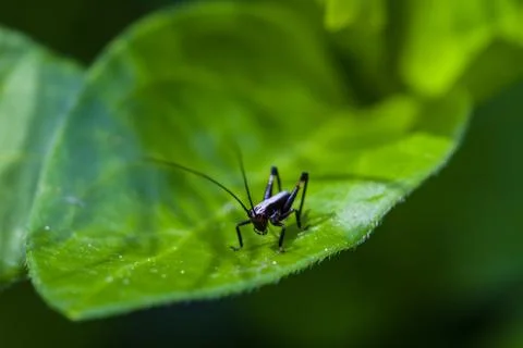 Small black cricket on leaf Foto stock