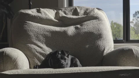 Small Black Dog On Chair 01 17Sec Stock Footage 255152453