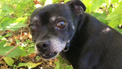 Small Black Dog Close Up 스톡 동영상 80846196