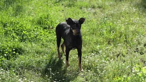 A small black dog explores a sunny meadow filled with wildflowers Stock Footage 337126662