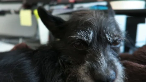Small black dog with gray face, lies on brown blanket. Stock Footage 96405956