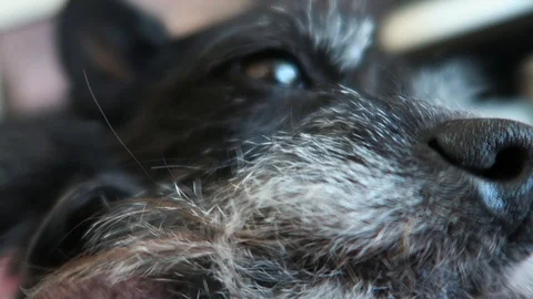 Small black dog with gray face, lies on brown blanket. 動画素材 96405972