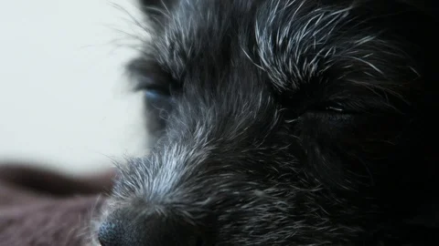 Small black dog with gray face, lies on brown blanket. Stockbeeldmateriaal 96405994