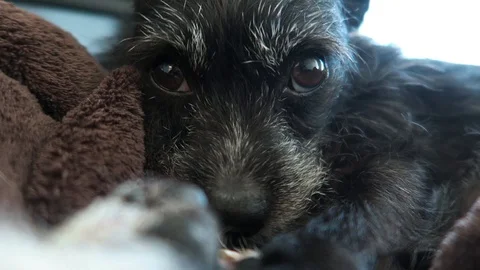 Small black dog with gray face, lies on brown blanket. Stock Footage 96406003