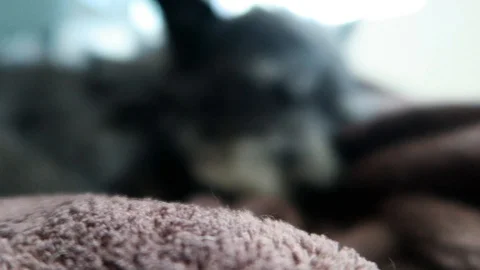 Small black dog with gray face, lies on brown blanket. Stock Footage 96406007