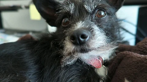 Small black dog with gray face, lies on brown blanket. Stockbeeldmateriaal 96406018