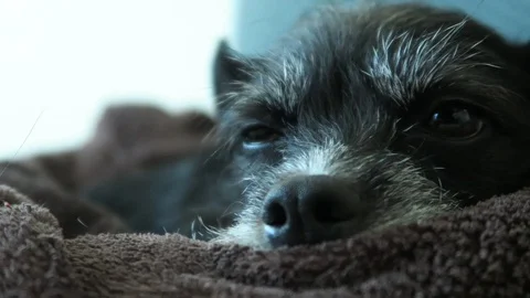 Small black dog with gray face, lies on brown blanket. Stock Footage 96406029