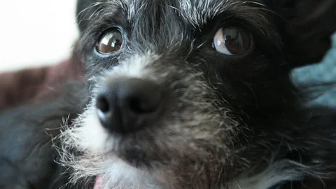 Small black dog with gray face, lies on brown blanket. Stock Footage 96406042