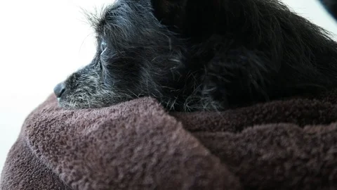 Small black dog with gray face, lies on brown blanket. Stock Footage 96406055