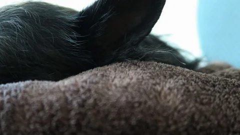Small black dog with gray face, lies on brown blanket. 動画素材 96406067