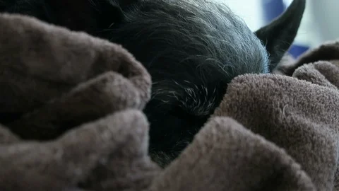 Small black dog with gray face, lies on brown blanket Stock Footage 99845207