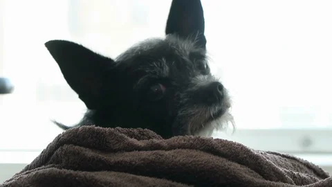 Small black dog with gray face, lies on brown blanket Stock Footage 99845331