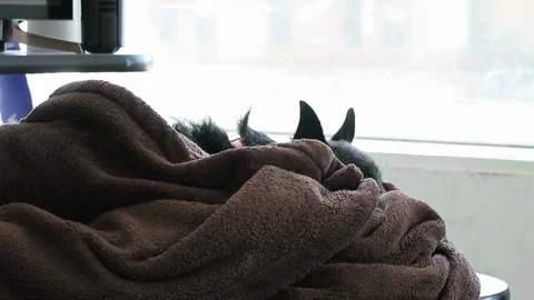 Small black dog with gray face, lies on brown blanket Stock Footage 99845869