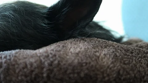 Small black dog with a graying face, lies own blanket. Stock Footage 108132881