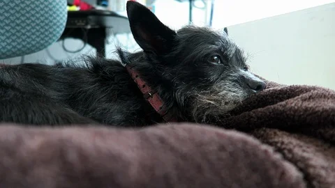 Small black dog with a graying face,  lies own blanket. Stockbeeldmateriaal 108132882