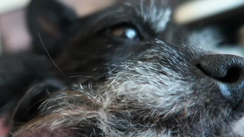 Small black dog with graying  face, Close up on face, Stockbeeldmateriaal 108132950