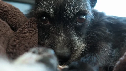 Small black dog with a graying face. Dog lies on brown blanket grooming itself Stock Footage 108133074