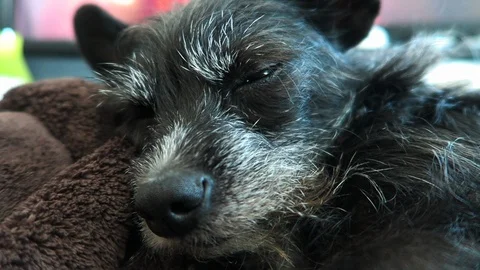 Small black dog with a graying face. Dog sleeps no Brown blanket Stock Footage 108133238